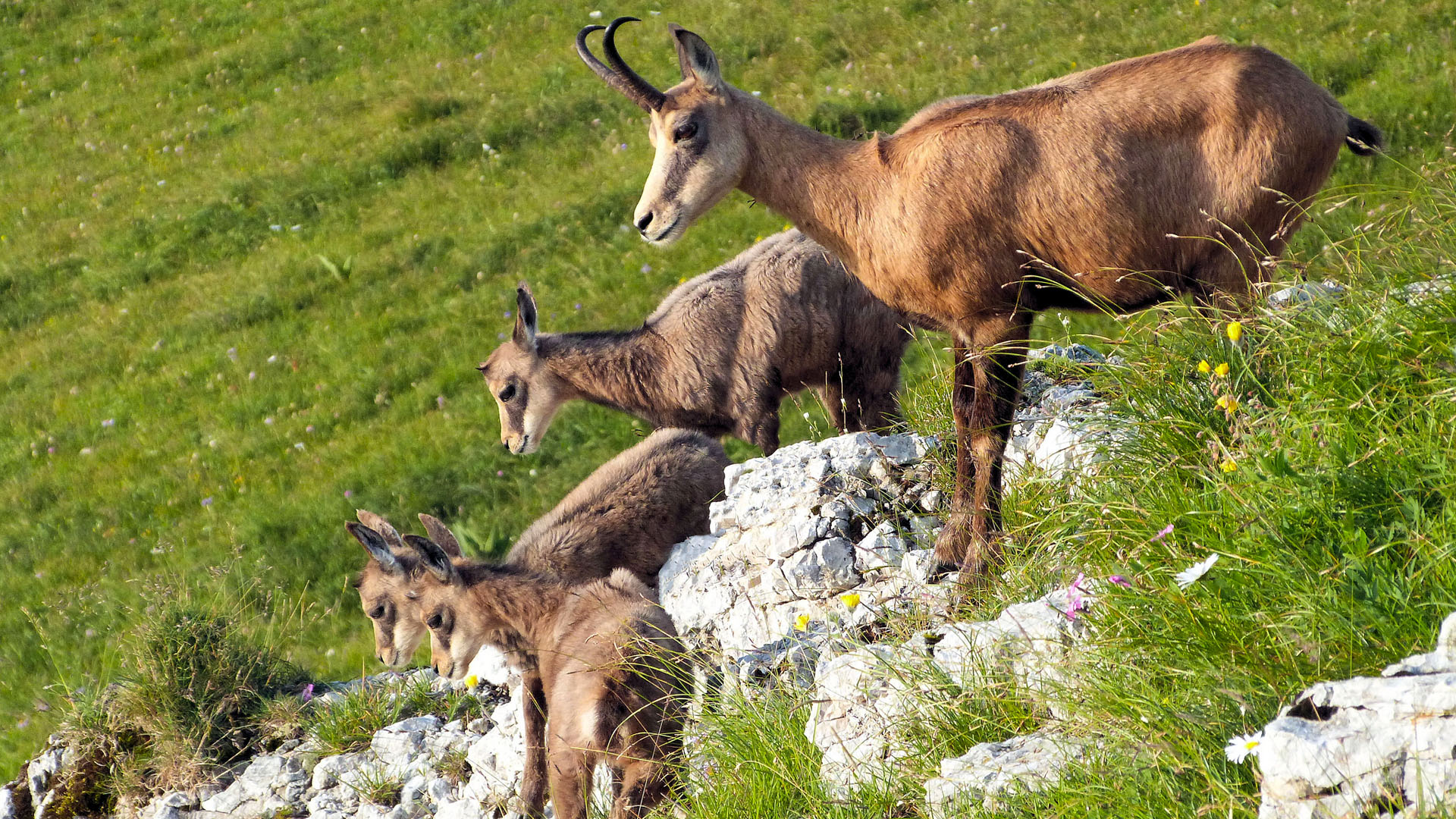 Chamois sur la Dole