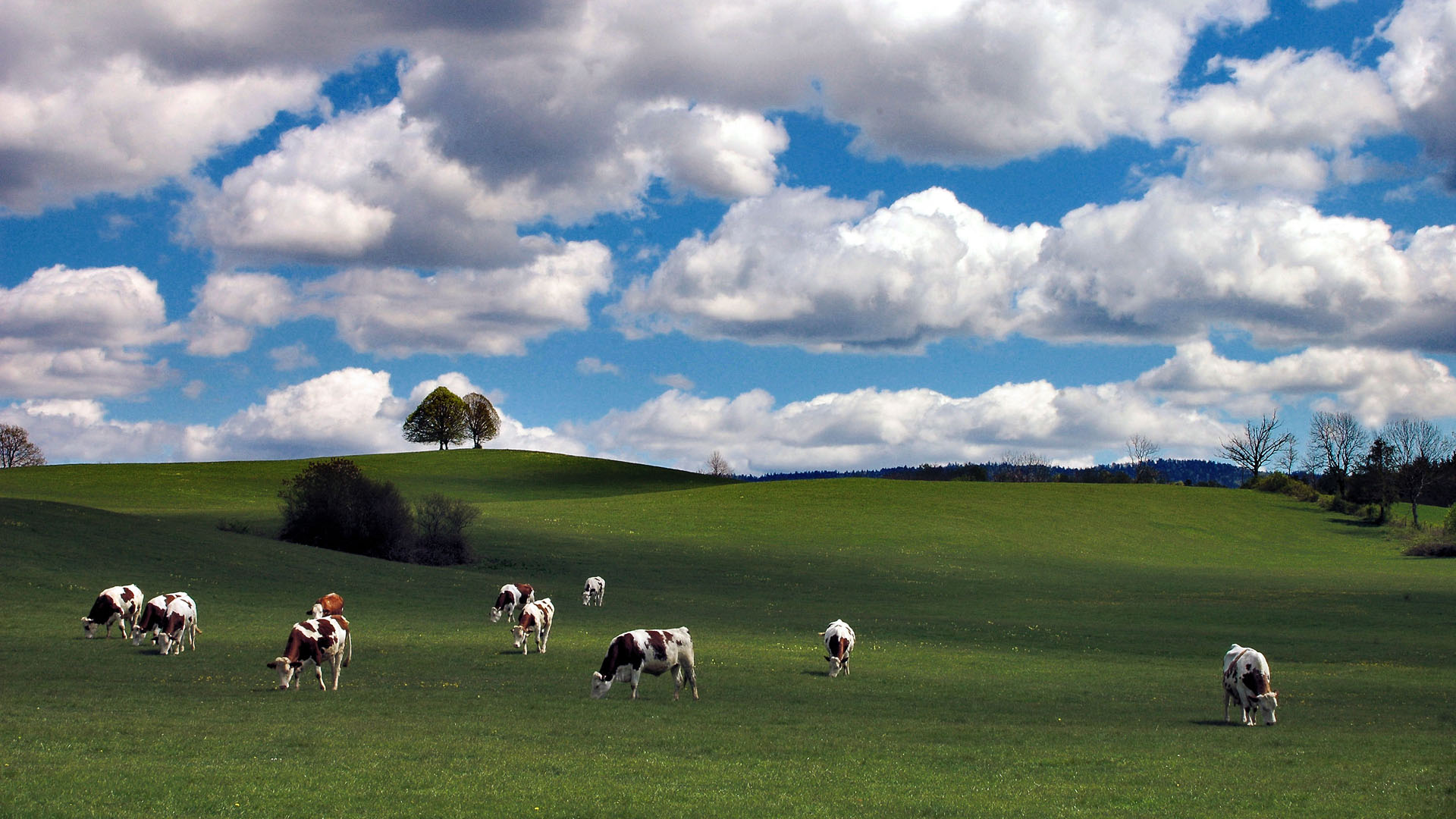 Paturage du Jura