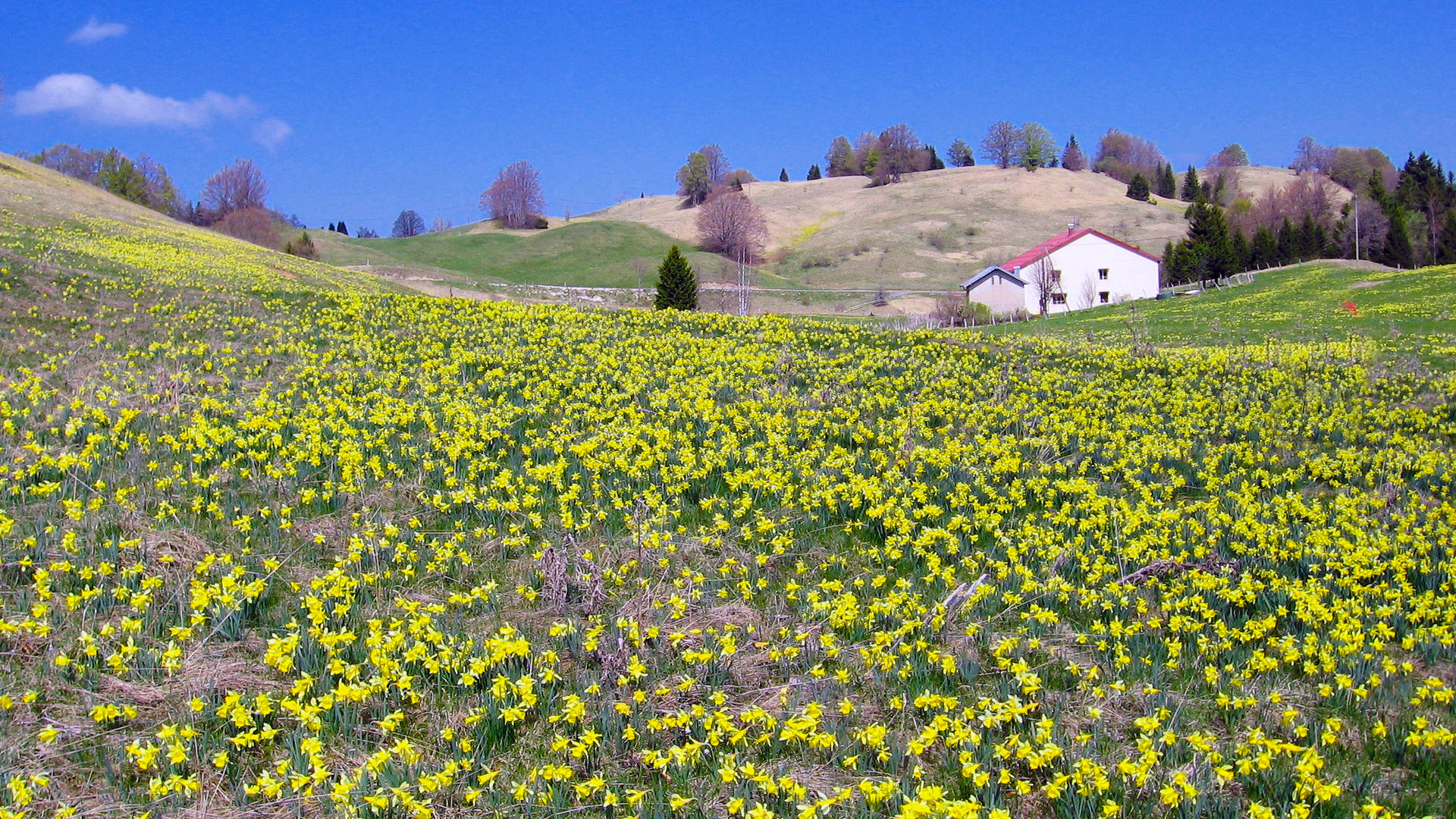 Jonquilles dans les hautes-combes