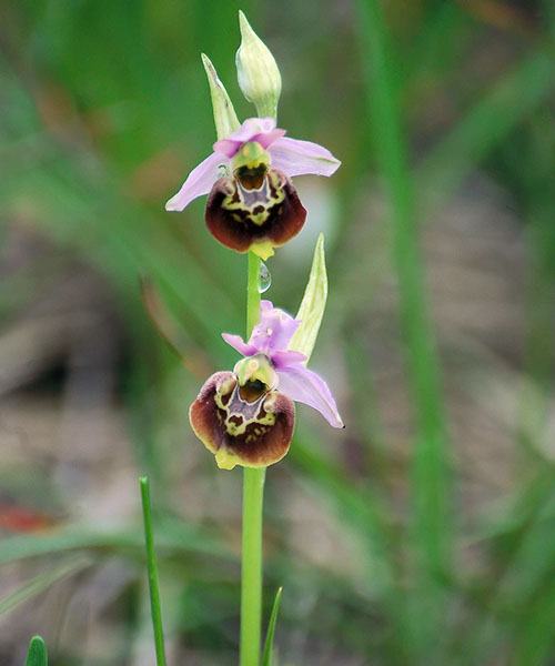 Ophrys abeille